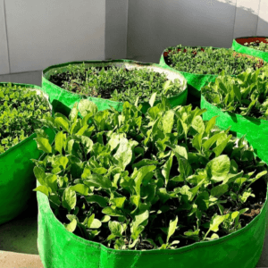 Grow Bags for leafy Vegetables Plants – 9 x 24 inch (5pcs)