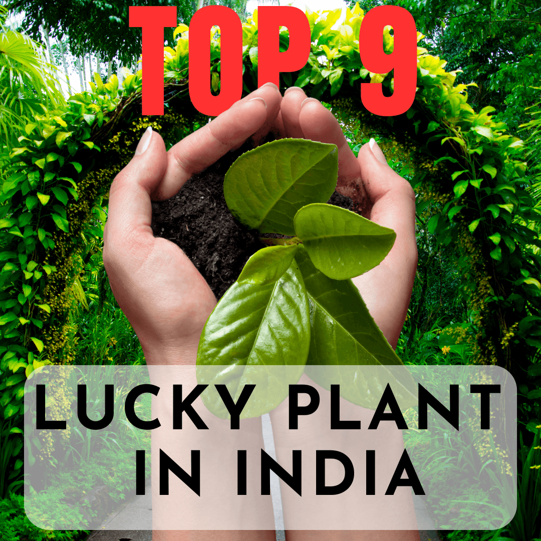 Read more about the article Top 9 Lucky Plants in India