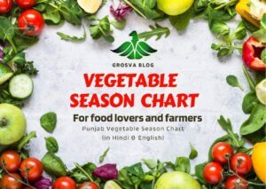 Read more about the article Vegetable Season Chart: Month-by-Month Guide for Perfect Harvest